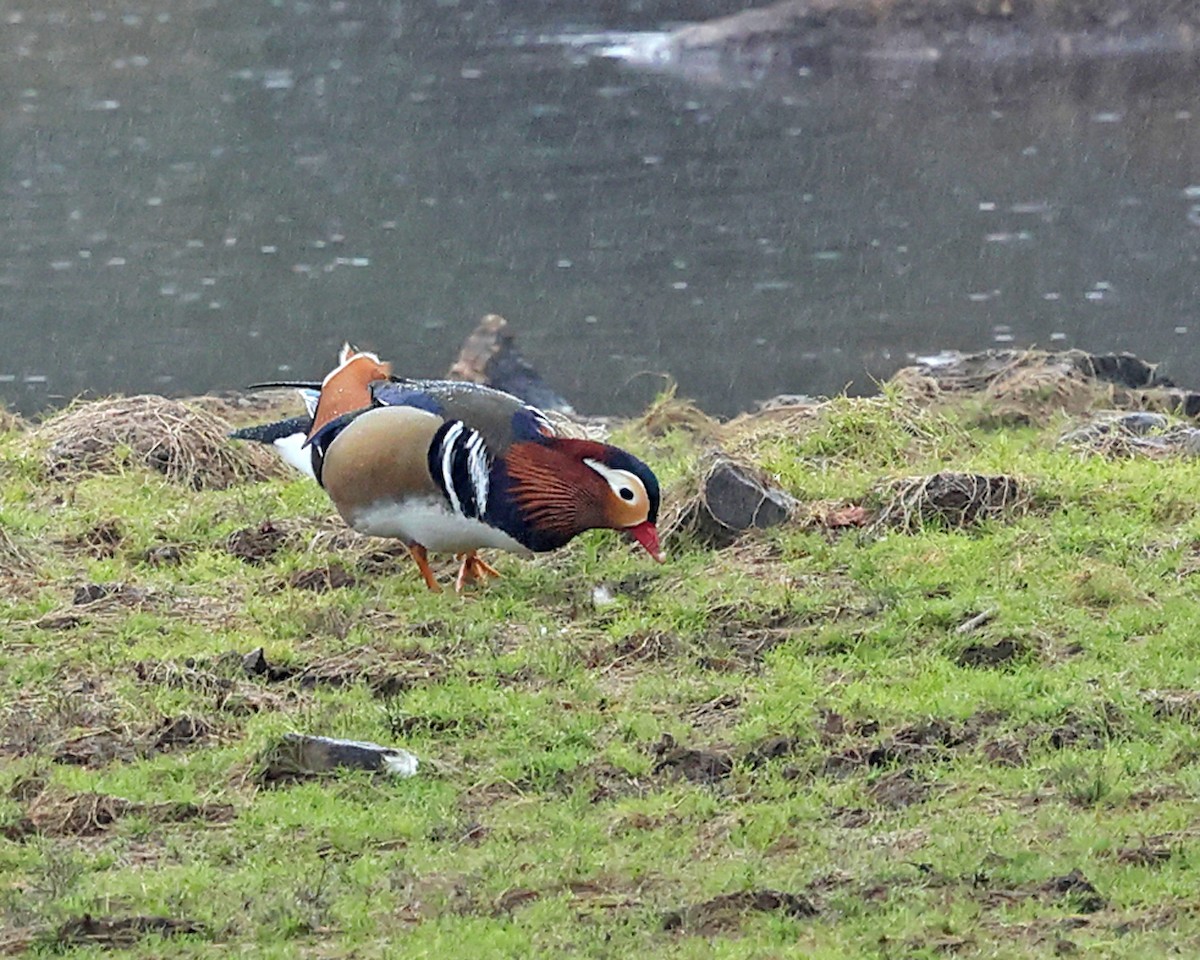Mandarin Duck - ML642669528