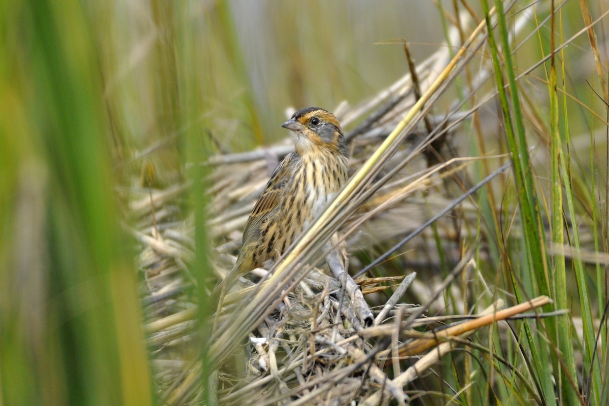 Saltmarsh Sparrow - ML642669530