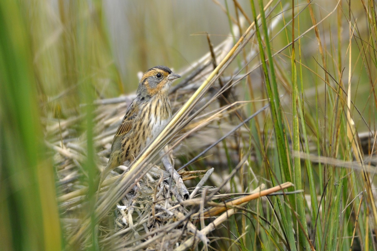 Saltmarsh Sparrow - ML642669531