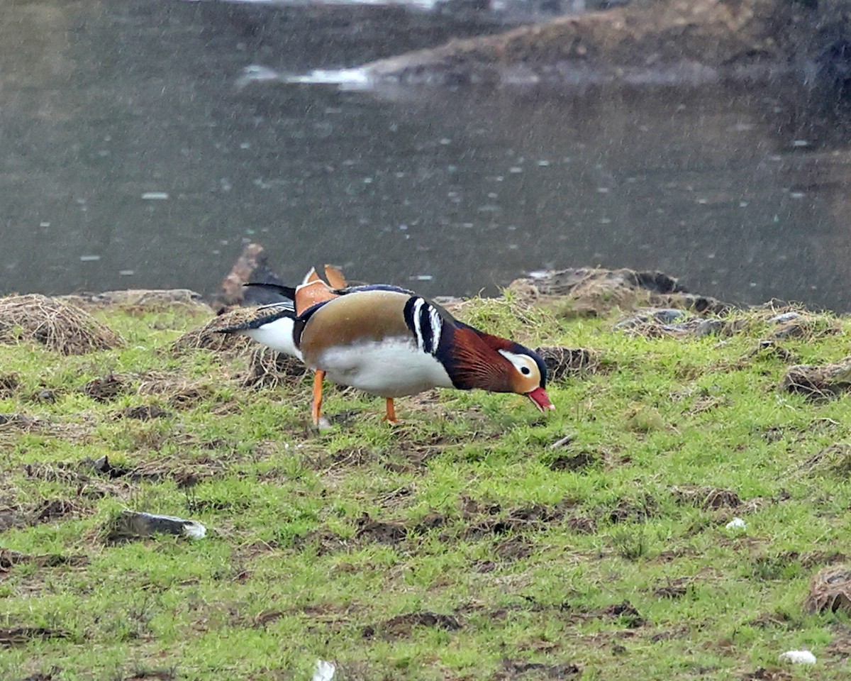 Mandarin Duck - ML642669542