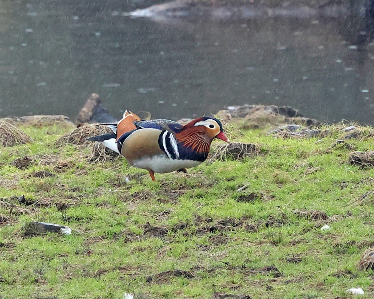 Mandarin Duck - ML642669548