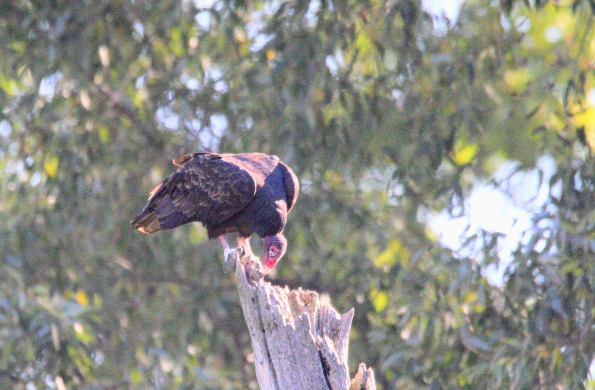 Turkey Vulture - ML642669549