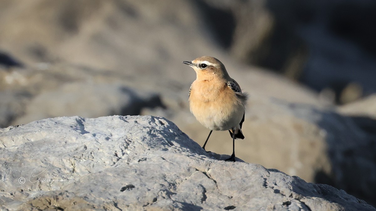 Northern Wheatear - ML642669552