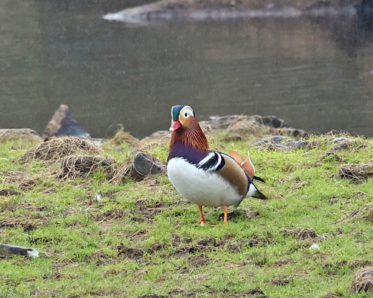 Mandarin Duck - ML642669557