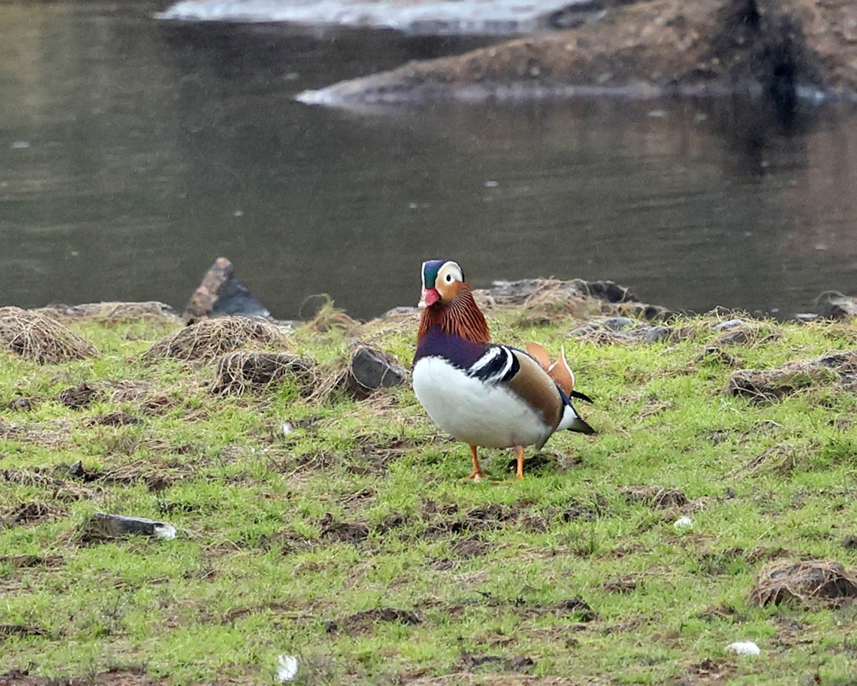 Mandarin Duck - ML642669567