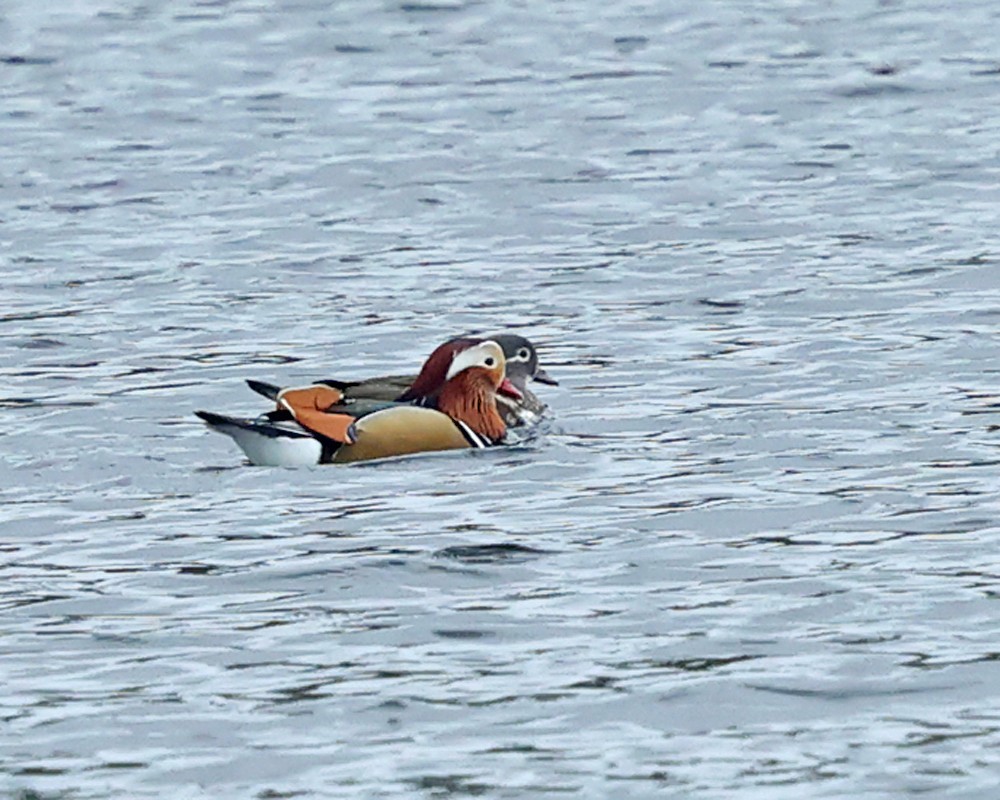 Mandarin Duck - ML642669578