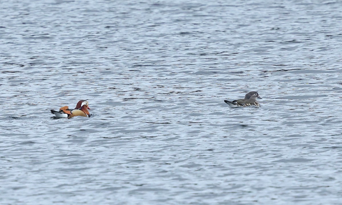 Mandarin Duck - ML642669583