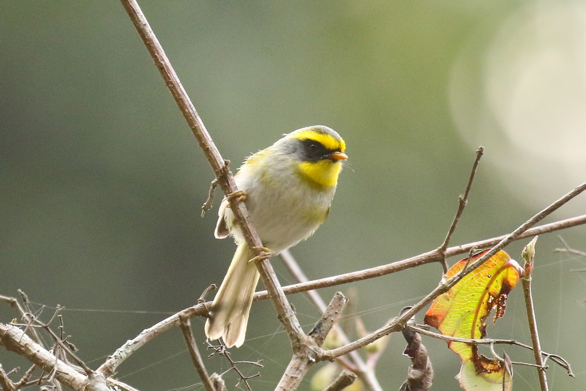 Black-faced Warbler - ML642669584
