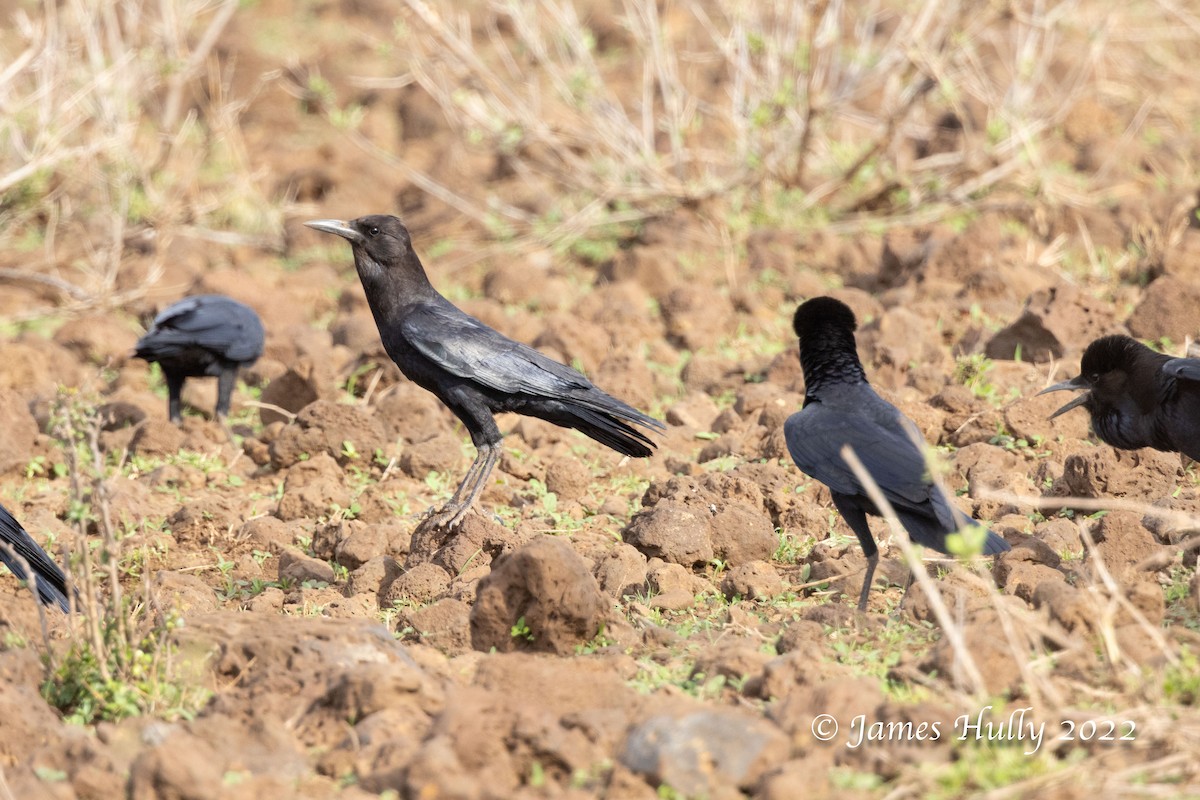 Cape Crow - ML642669586