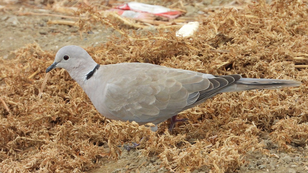 灰斑鳩 - ML642669596