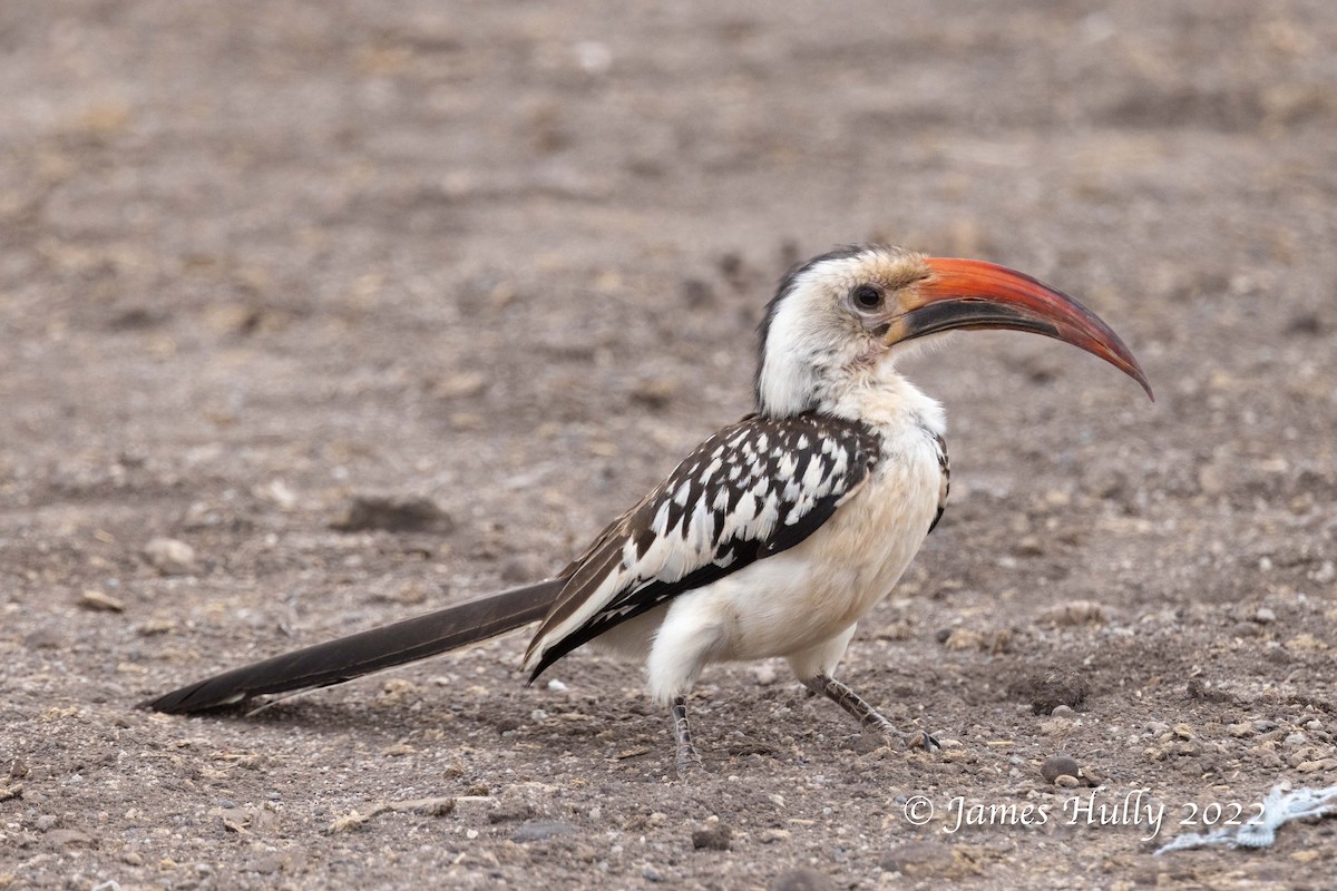 Northern Red-billed Hornbill - ML642669598
