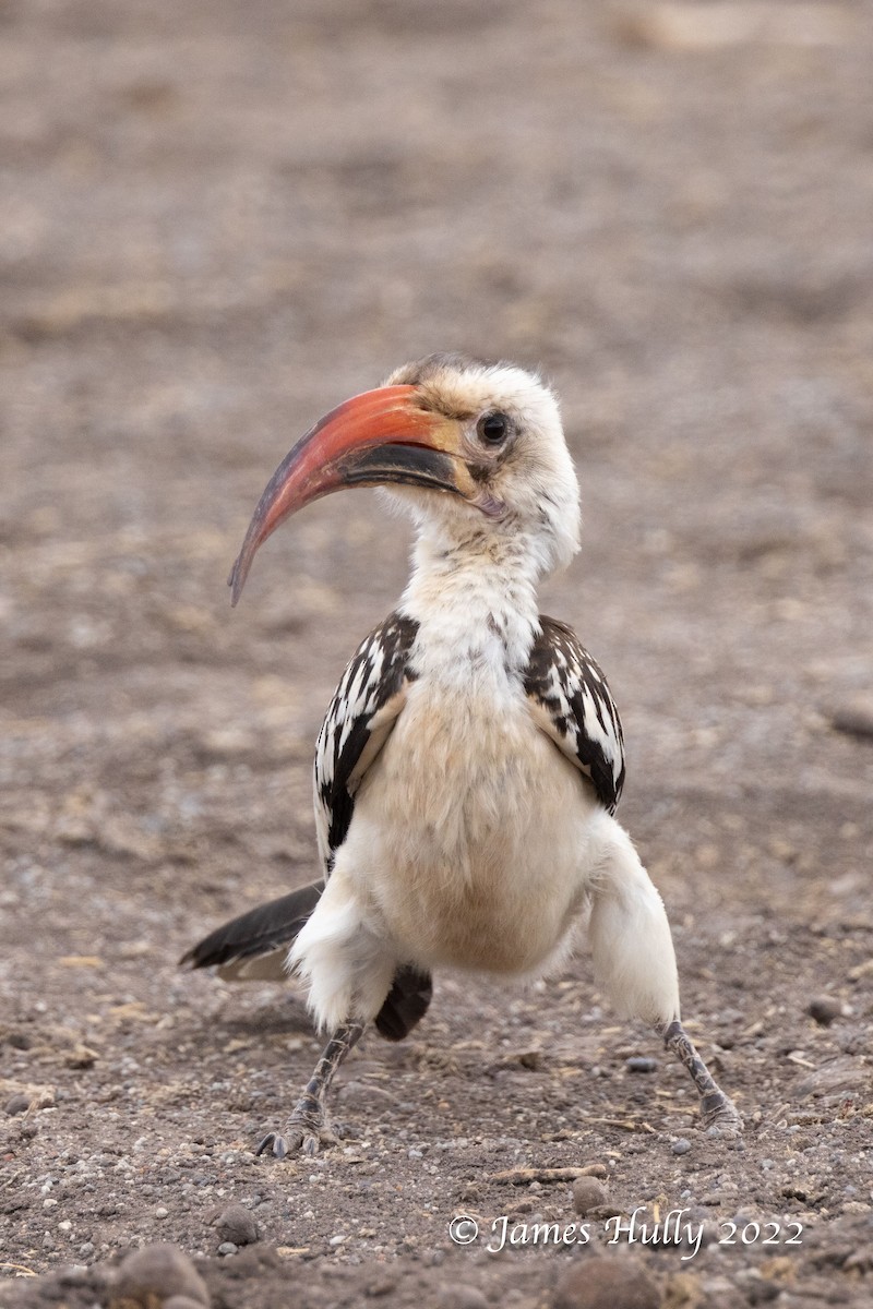 Northern Red-billed Hornbill - ML642669599