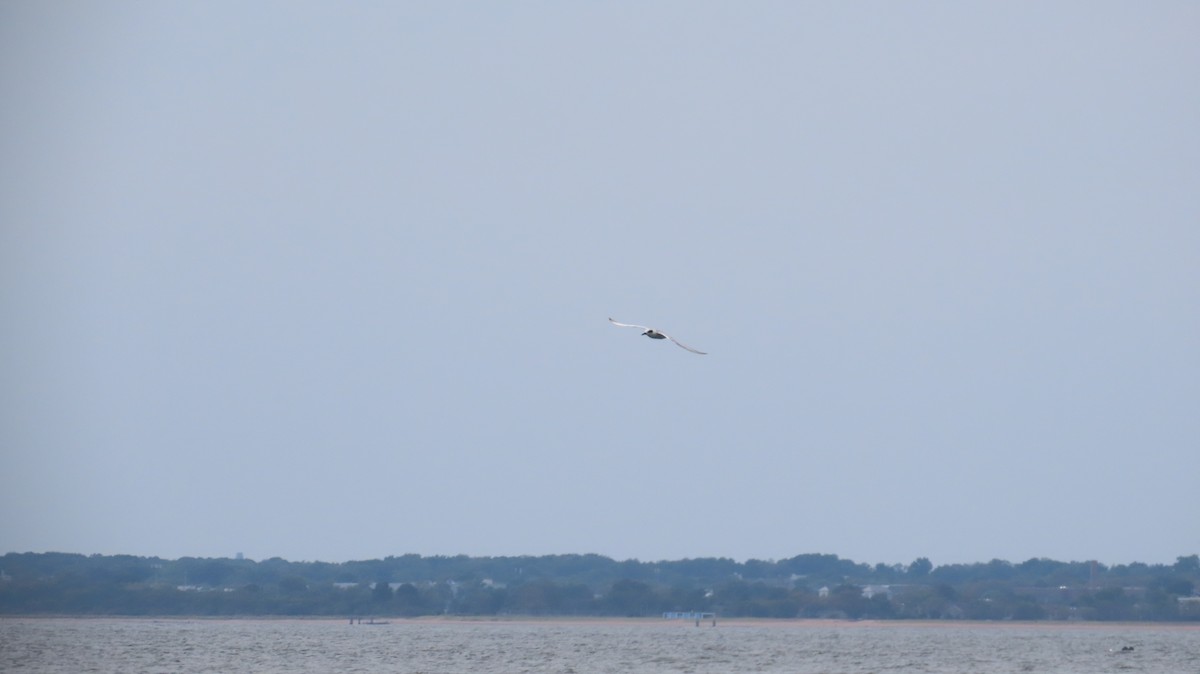 Forster's Tern - ML642669620