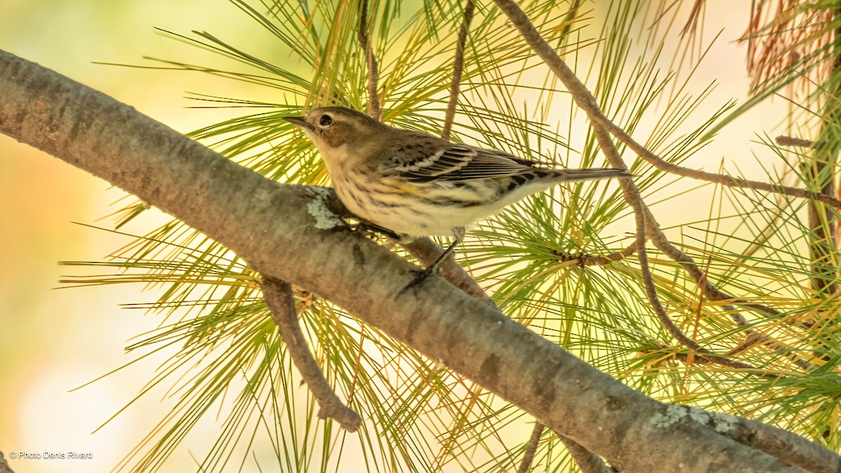 Yellow-rumped Warbler - ML642669635