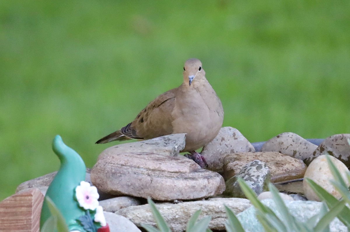 Mourning Dove - ML642669638
