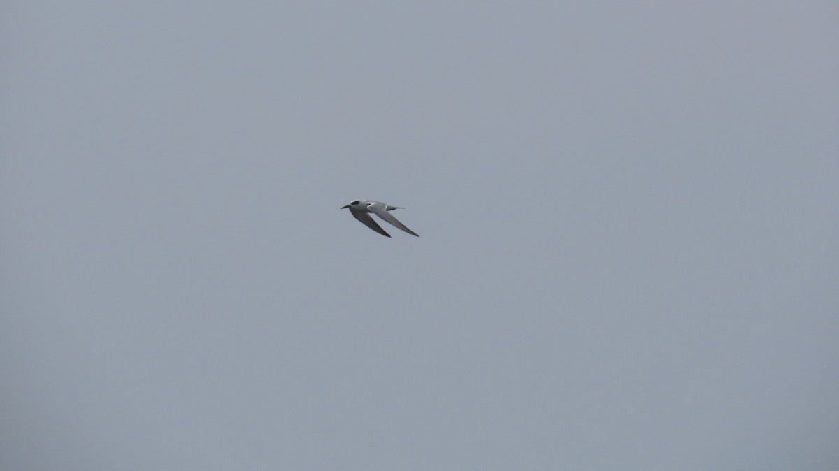 Forster's Tern - ML642669646