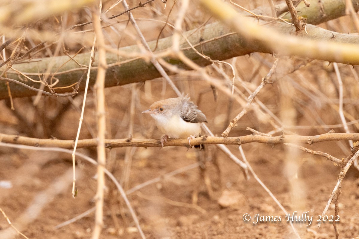 Red-fronted Prinia - ML642669659
