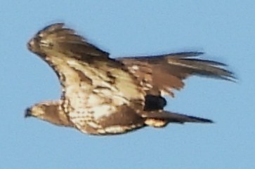 ハクトウワシ - ML642669674
