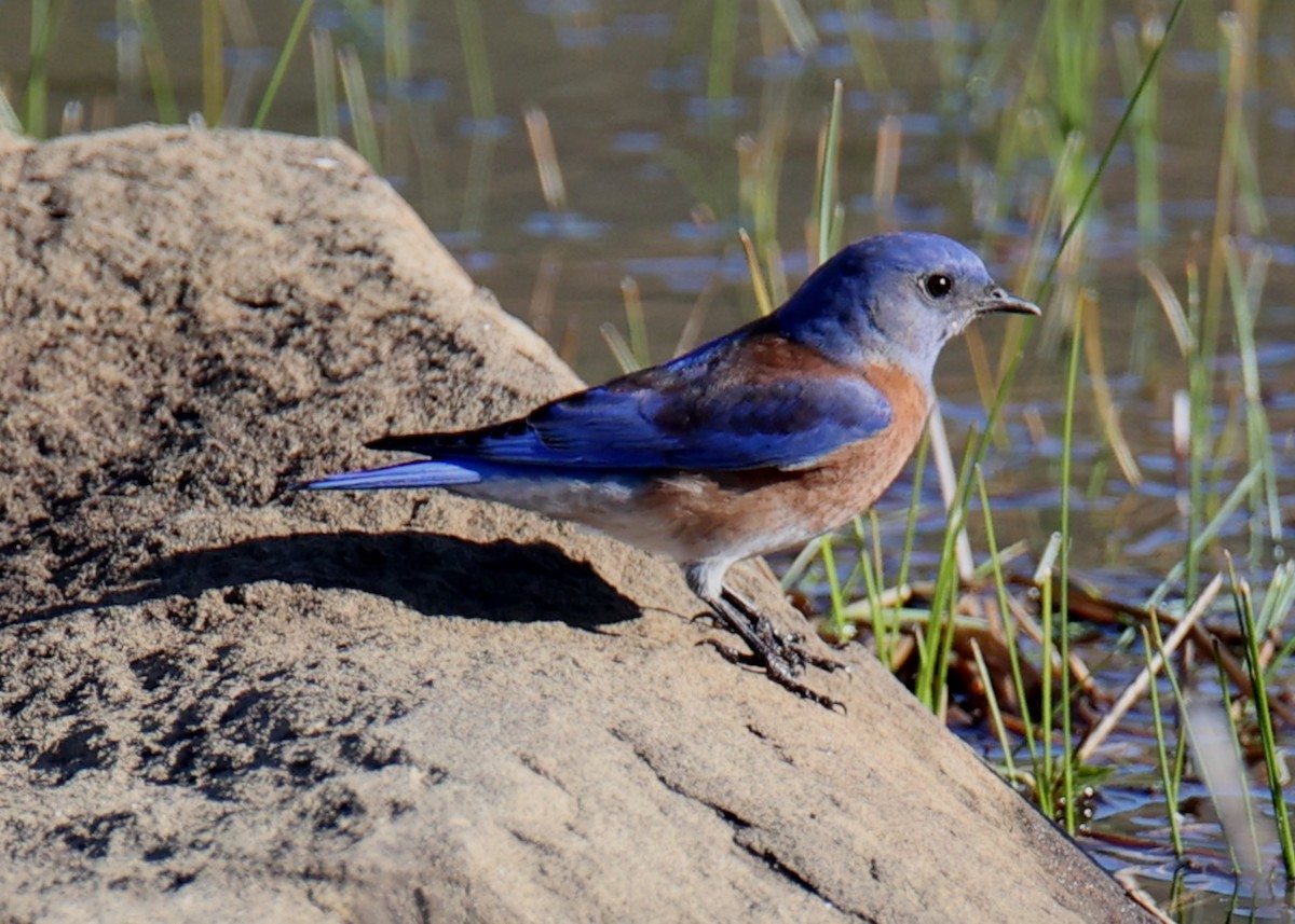 Western Bluebird - ML642669678