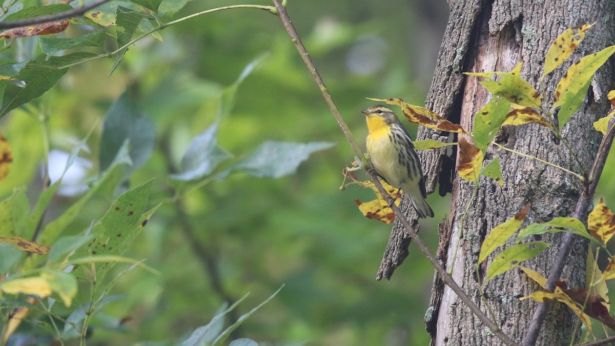 Blackburnian Warbler - ML642669684