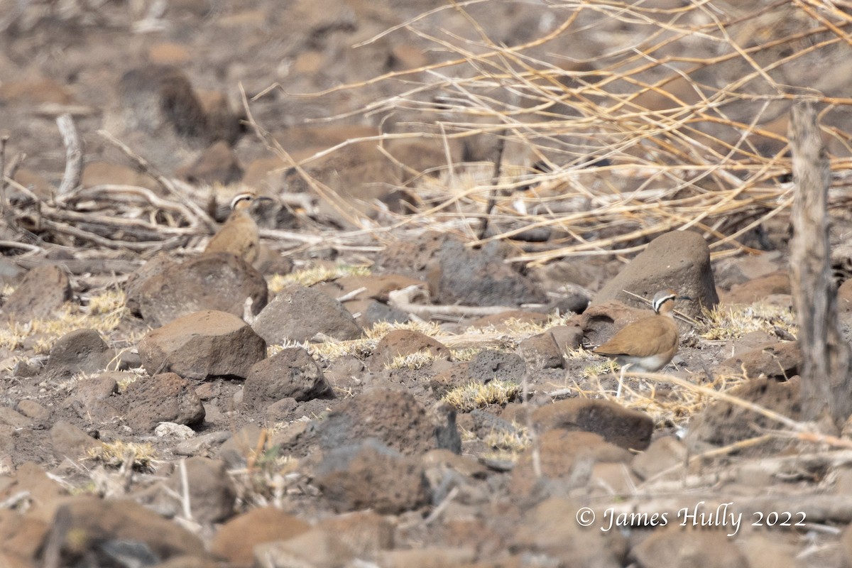 Somali Courser - ML642669686