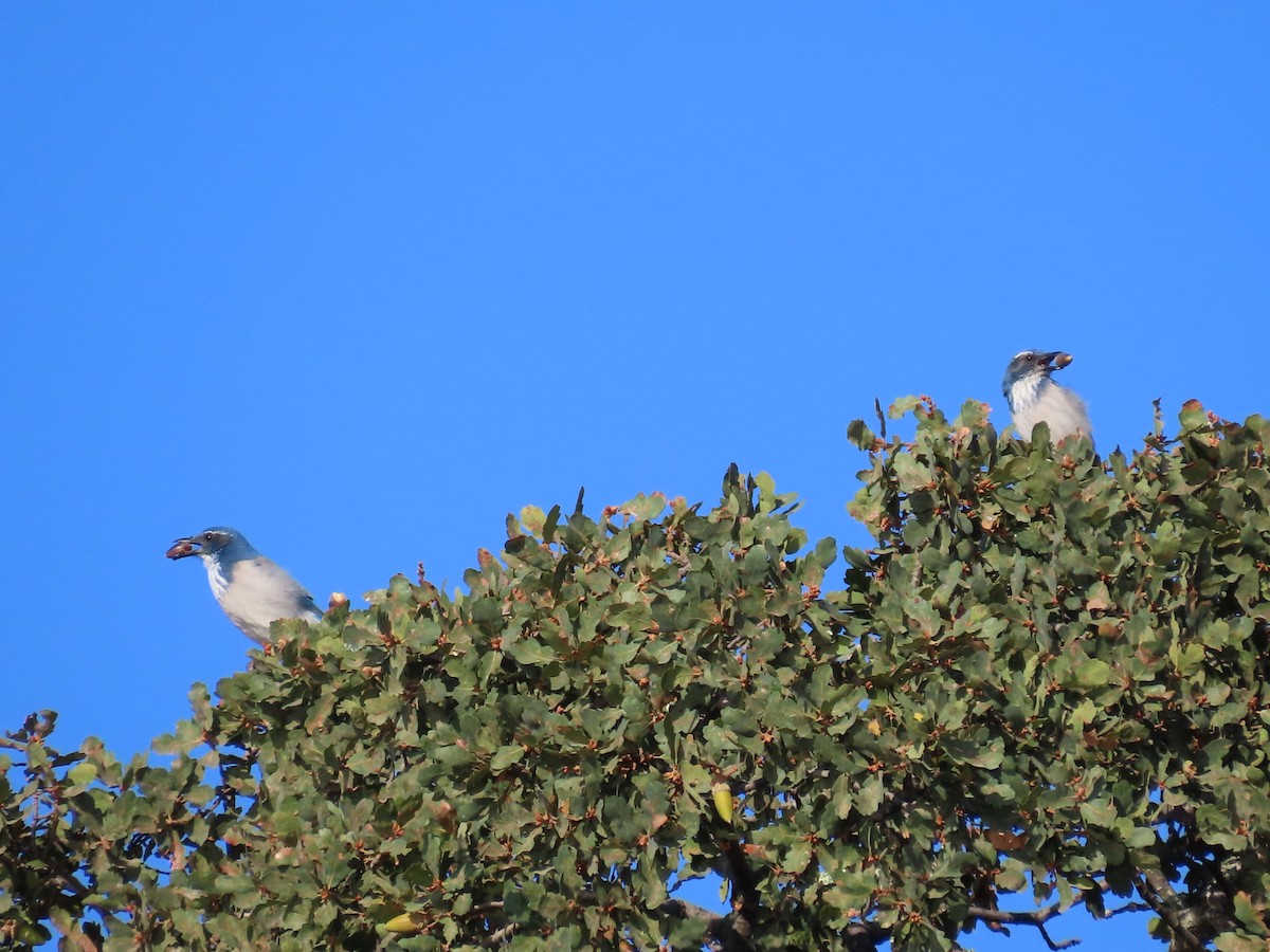 California Scrub-Jay - ML642669693