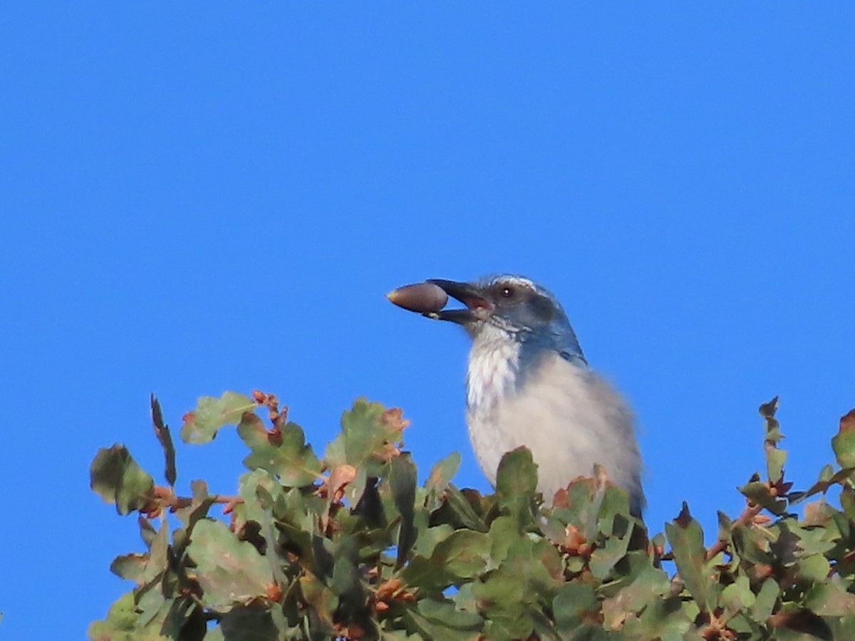California Scrub-Jay - ML642669694