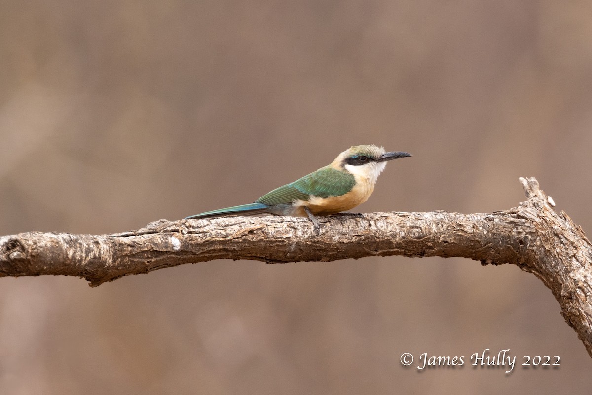 Somali Bee-eater - ML642669696