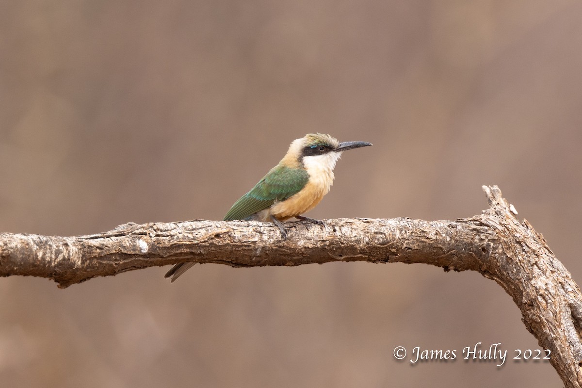 Somali Bee-eater - ML642669698