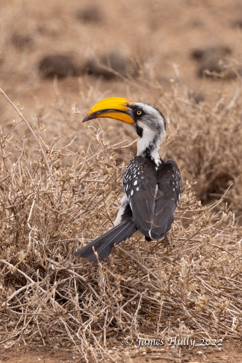Eastern Yellow-billed Hornbill - ML642669708