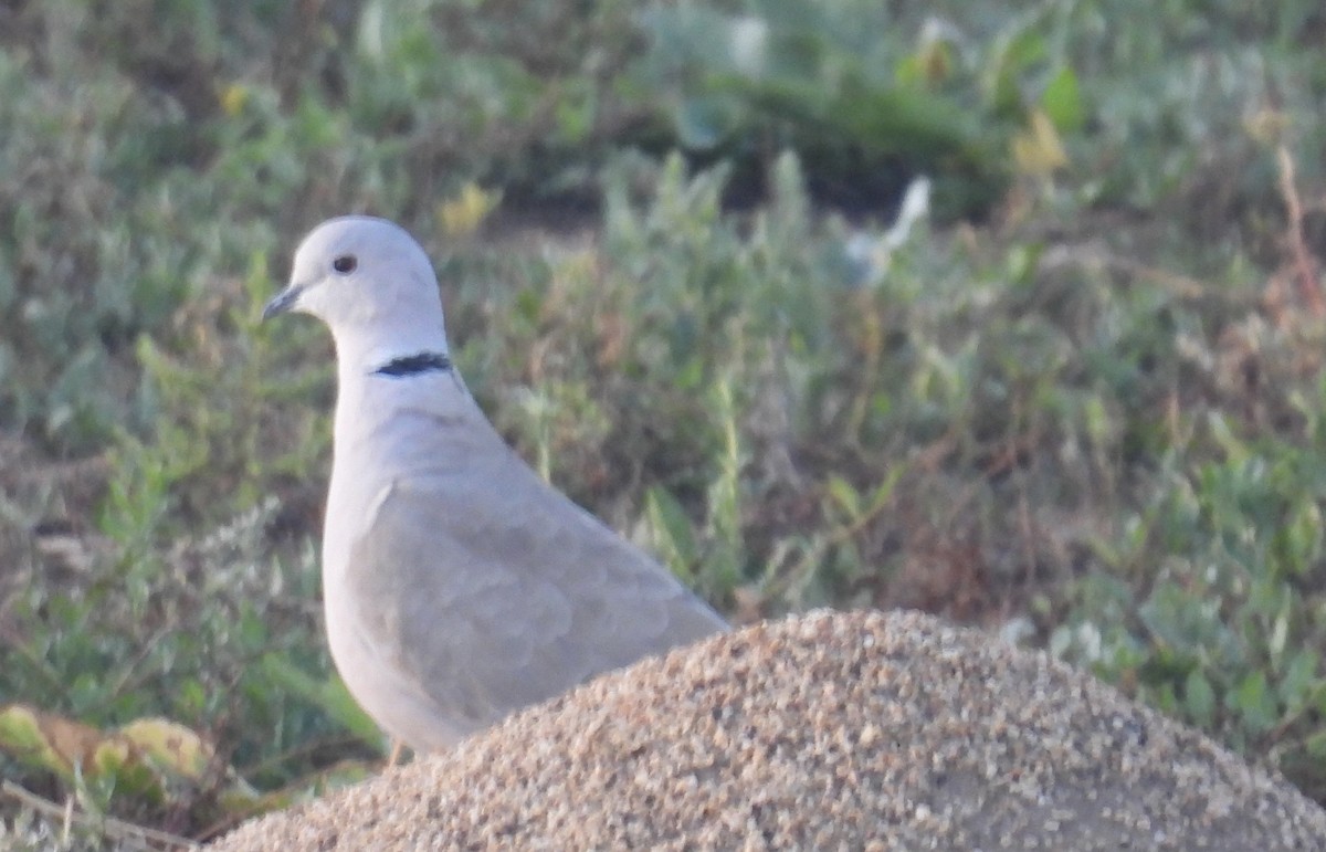 灰斑鳩 - ML642669714