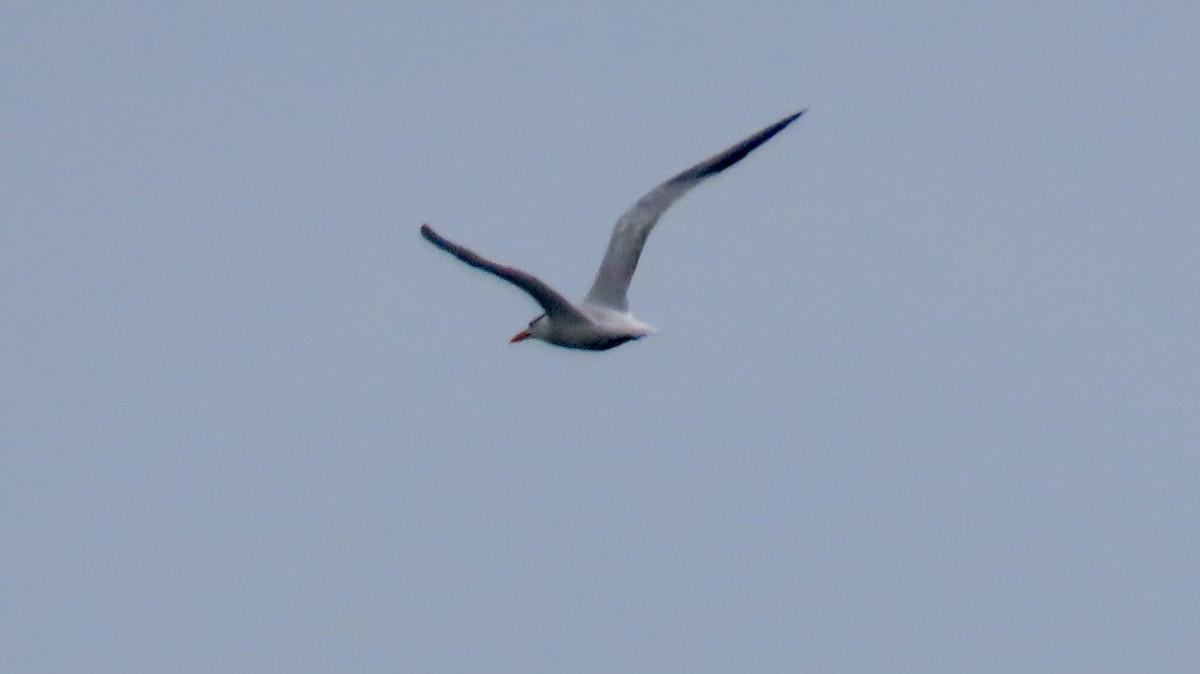 Royal Tern - ML642669718