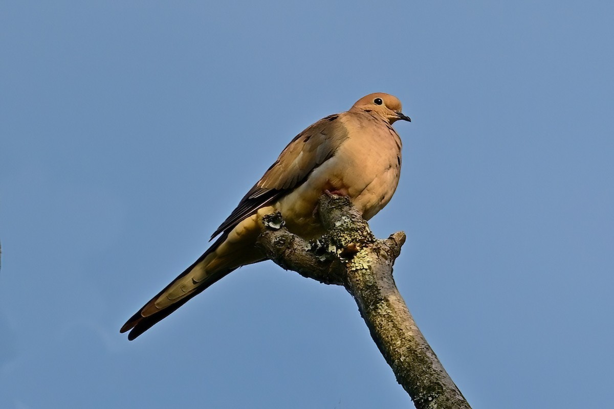 Mourning Dove - ML642669729