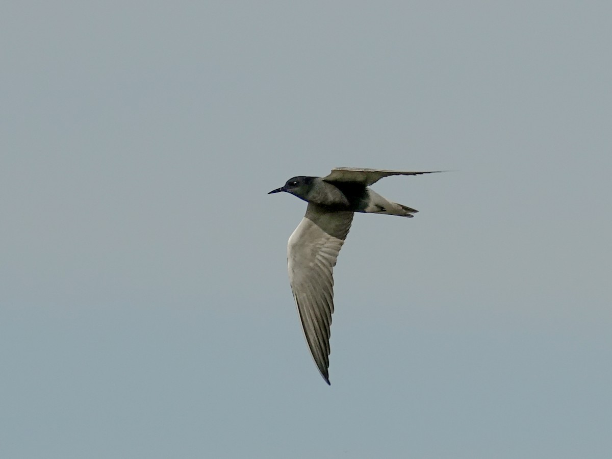 Black Tern - ML642669753