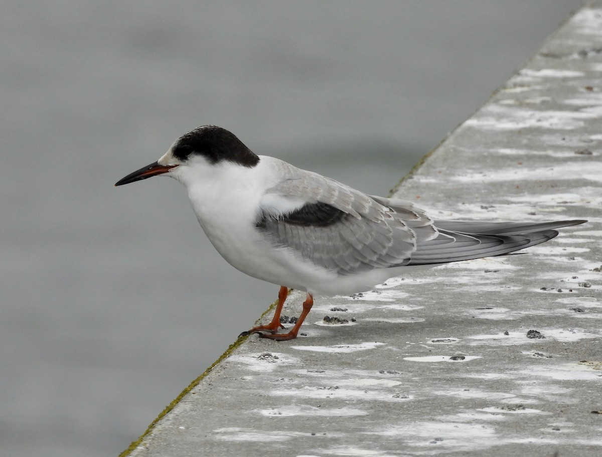Common Tern - ML642669775