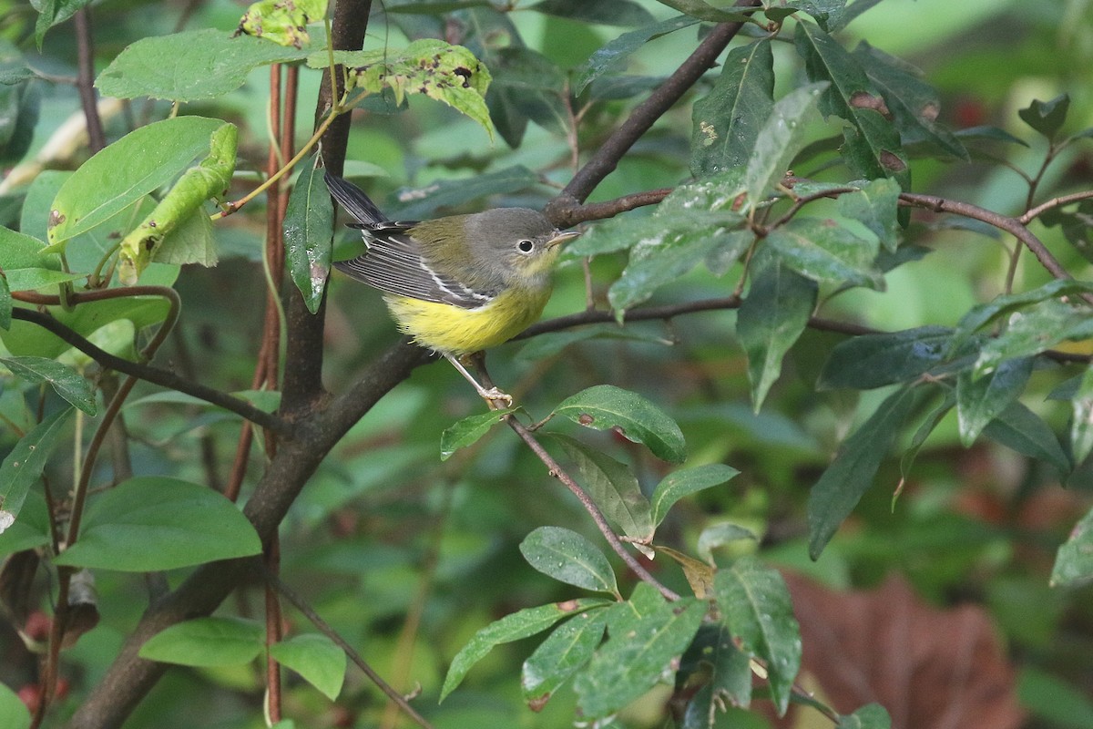 Magnolia Warbler - ML642669777