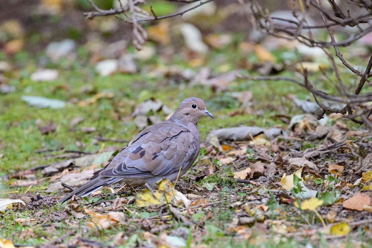 Mourning Dove - ML642669779