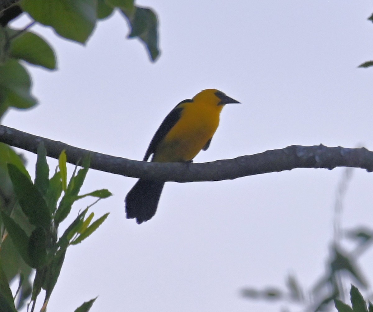 Oriole Blackbird - ML642669780