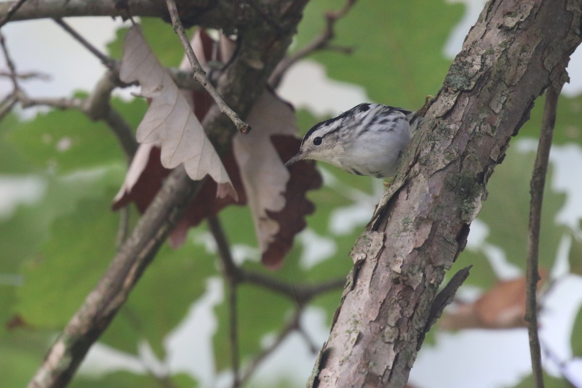 Black-and-white Warbler - ML642669782