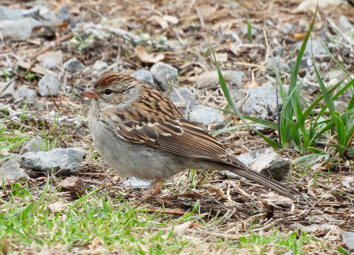 Chipping Sparrow - ML642669786