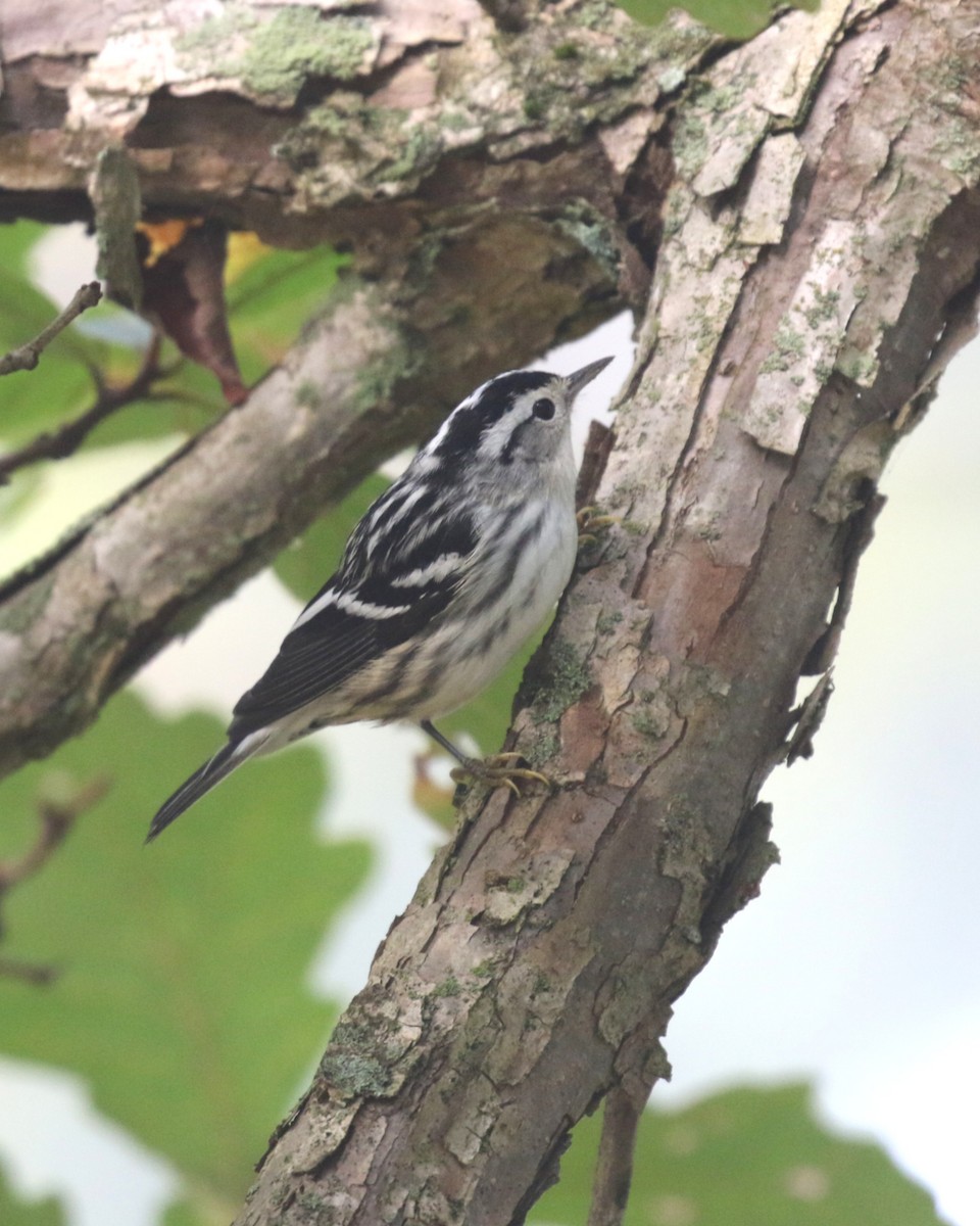 Black-and-white Warbler - ML642669791