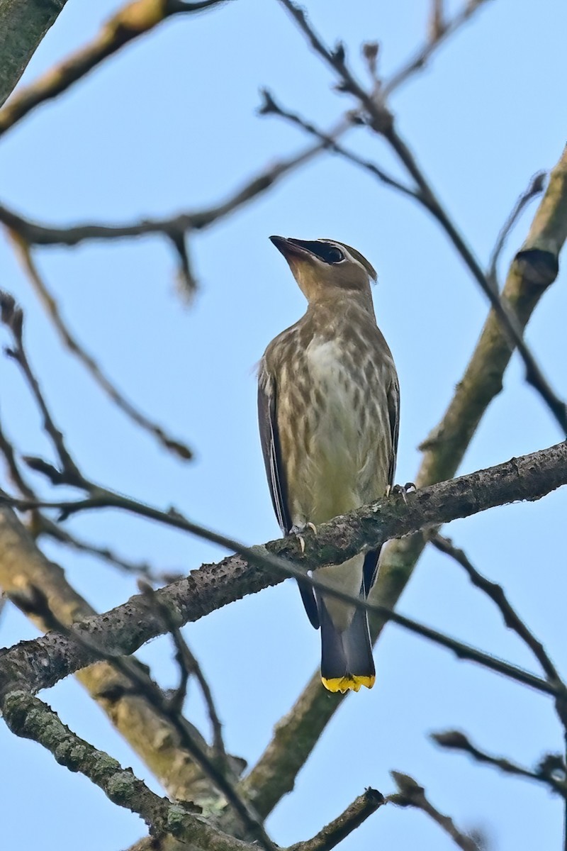 Cedar Waxwing - ML642669793