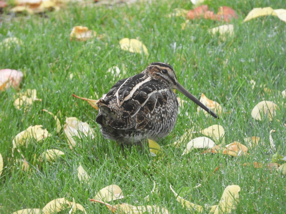 Wilson's Snipe - ML642669796