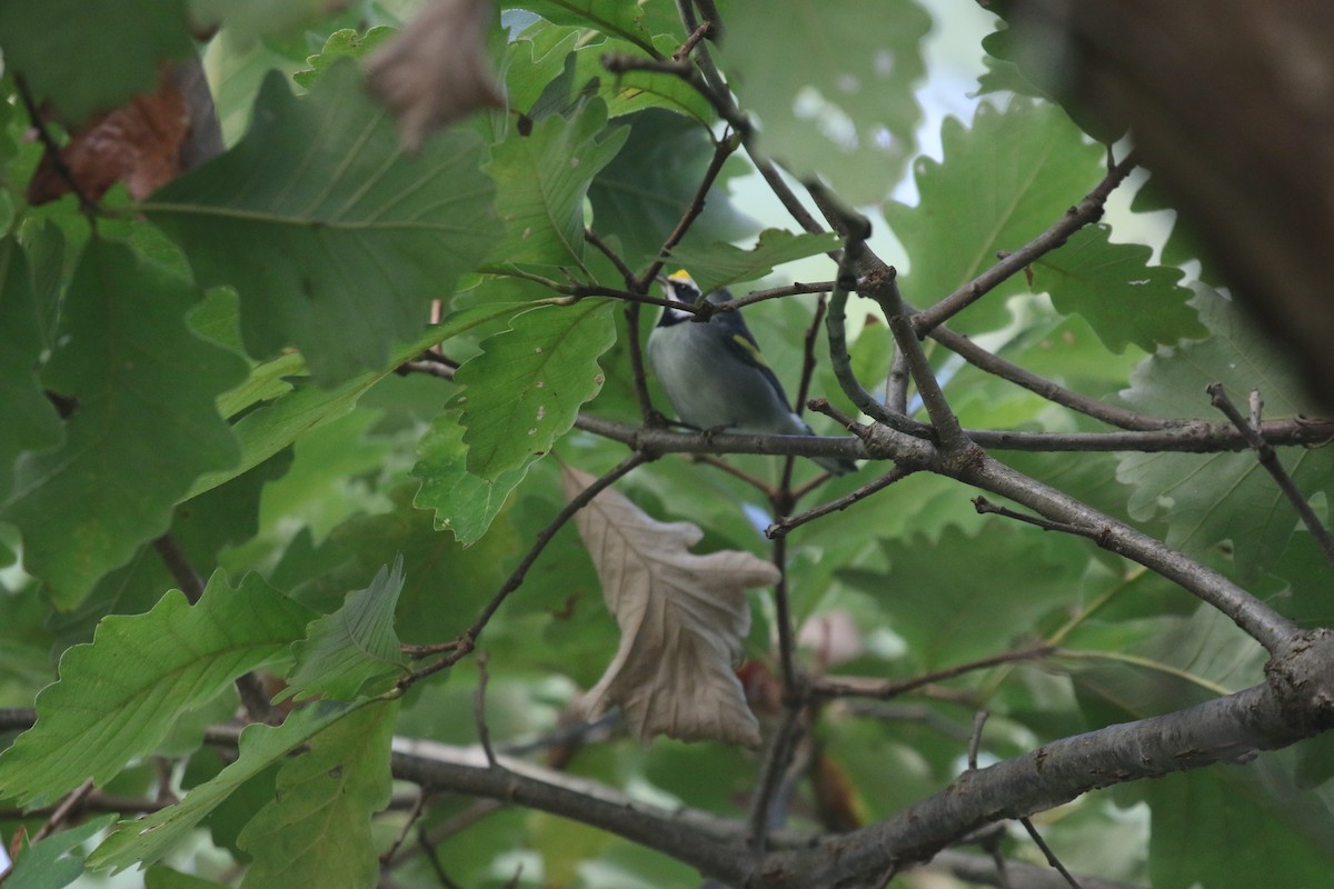 Golden-winged Warbler - ML642669799