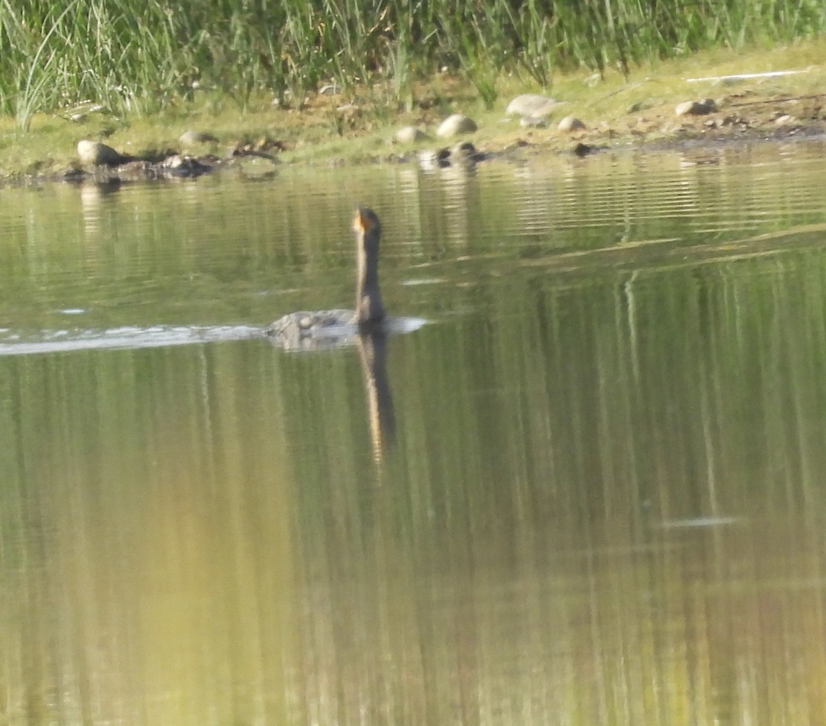Double-crested Cormorant - ML642669800