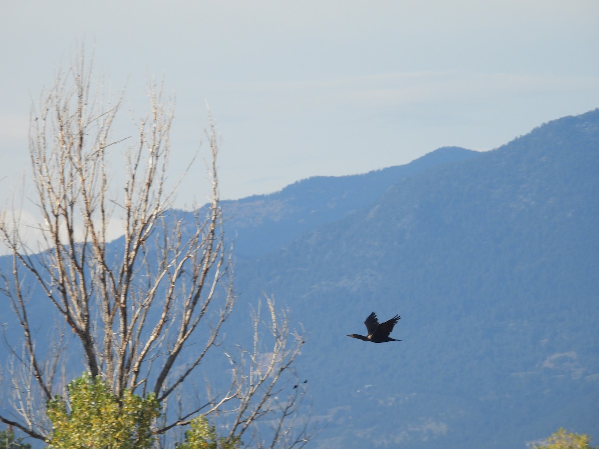 Double-crested Cormorant - ML642669801