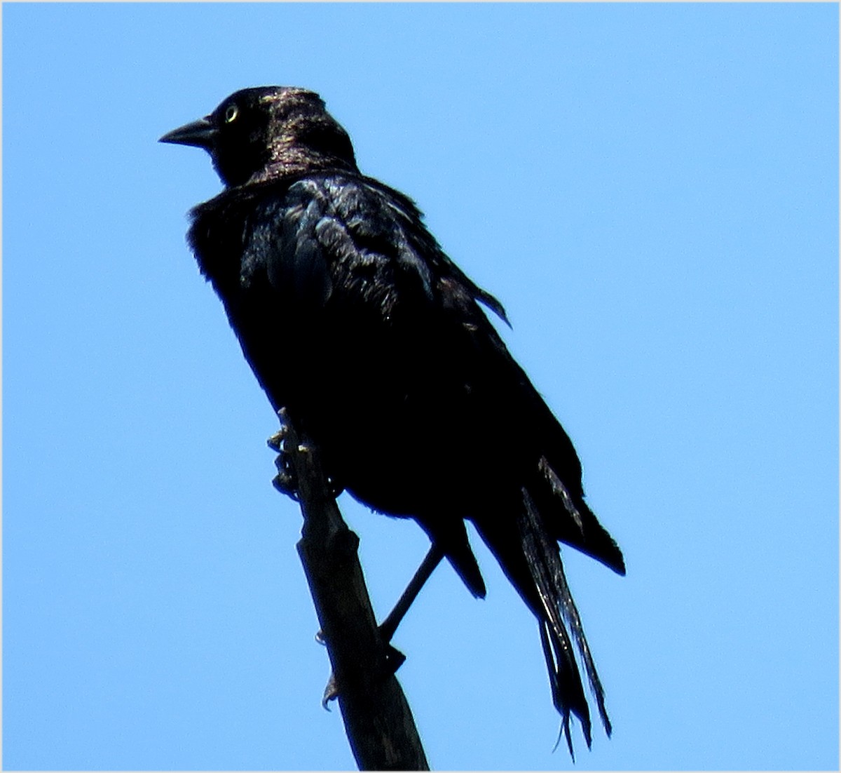 Brewer's Blackbird - ML642669808