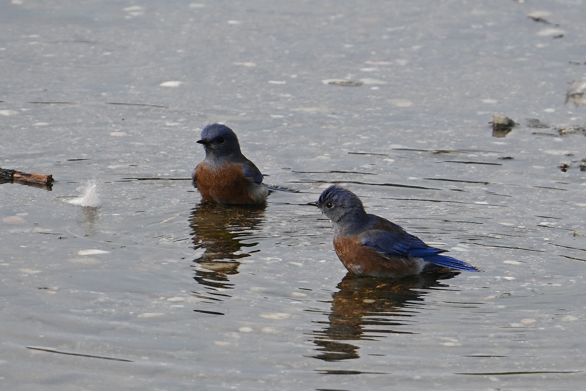 Western Bluebird - ML642669810