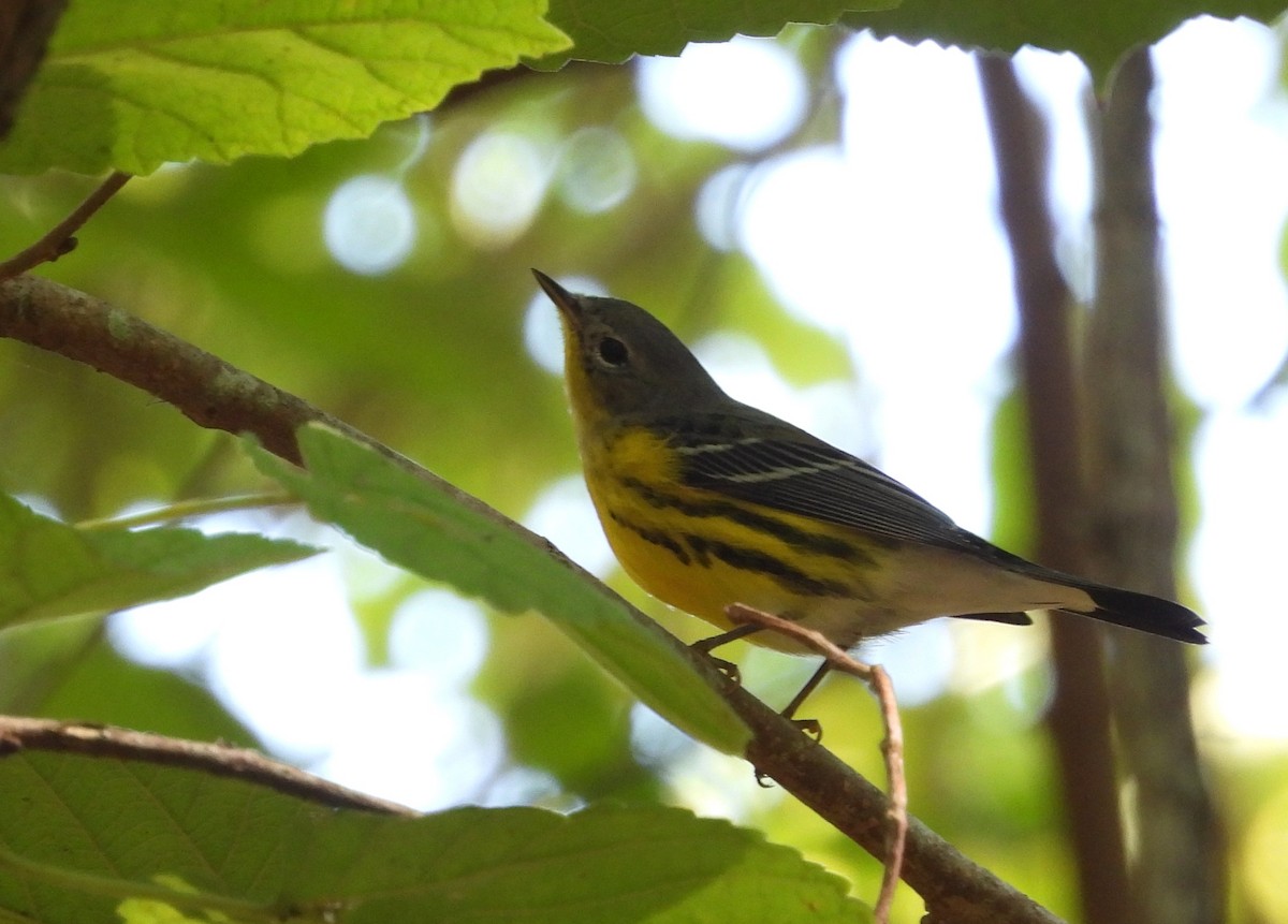 Magnolia Warbler - ML642669830