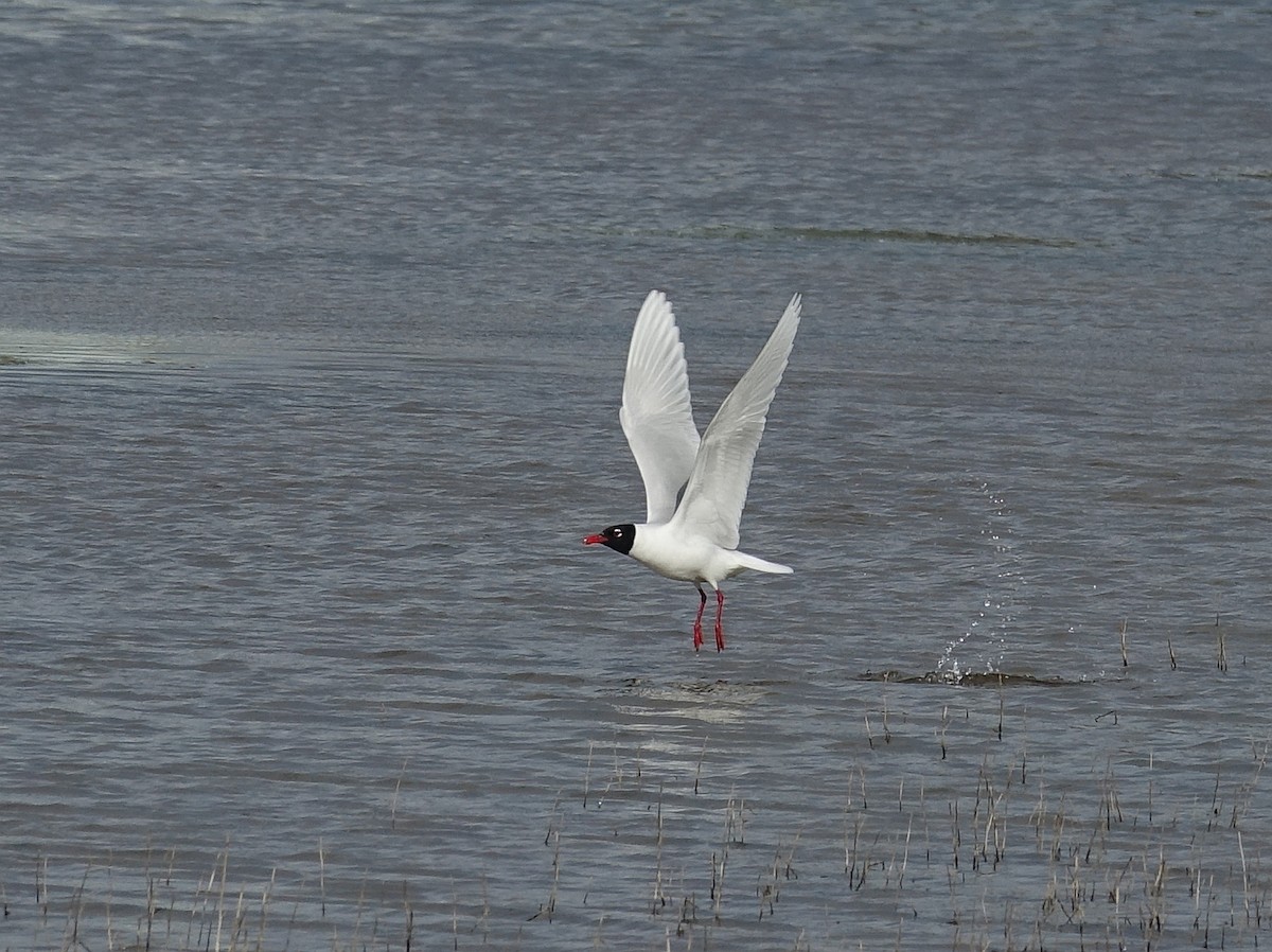 Mediterranean Gull - ML642669834